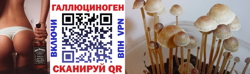 Псилоцибиновые грибы MAGIC MUSHROOMS  Купить  Александровское 